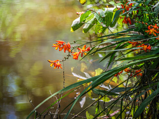 Red Wildflower Over Water