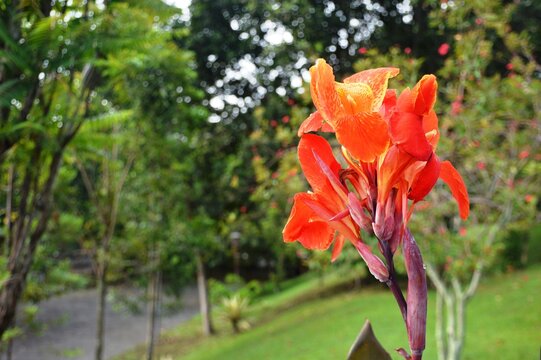 This ornamental plant and natural herbal medicine called the tasbih flower or Canna lily which has a yellow or dark orange color appears to be blooming and growing well in a garden on a sunny day