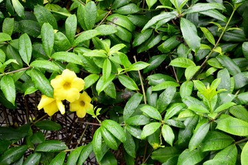 The beautiful golden trumpet flower or Allamanda cathartica with yellow flowers and very lush green leaves appears to grow abundantly in the Taman Sari tourist area, Yogyakarta, Indonesia