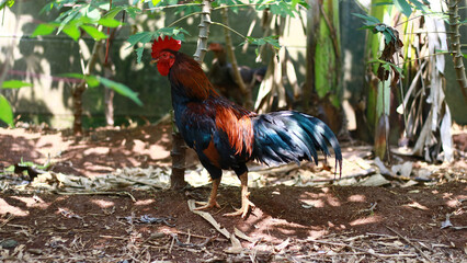 Rooster looking for food in the garden.