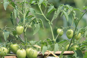 Green tomatoes, unripe tomatoes on the plantation