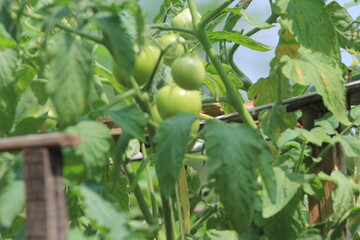 Green tomatoes, unripe tomatoes on the plantation