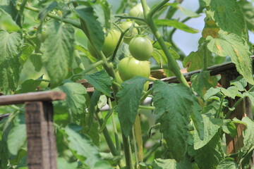 Green tomatoes, unripe tomatoes on the plantation