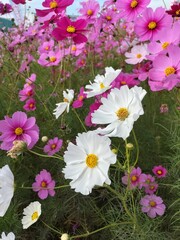 Beautiful Cosmos Flowers in Rice Fields in Summer in Japan