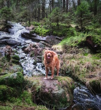 Totti in forrest