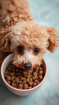 dog eating, stock photo