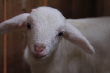 white lamb in the sheep pen