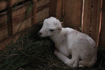 white lamb in the sheep pen