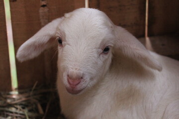 Fototapeta premium white lamb in the sheep pen