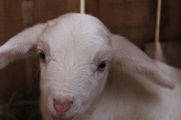 white lamb in the sheep pen