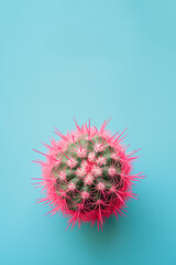flat lay design with cactus on a pink bright pastel background, bold minimalism