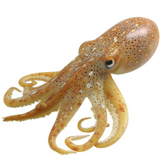 Fototapeta premium Sharp picture of squid no background