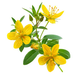 St John's Wort, transparent background, isolated image, generative AI