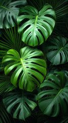 Palm leaves wallpaper, background 