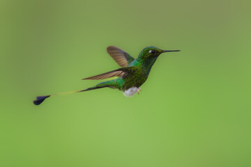White-booted Racket-tail - Ocreatus underwoodii, green bird of hummingbird in the brilliants, long tail with two flags. 4K resolution, best of Ecuador