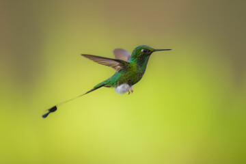 White-booted Racket-tail - Ocreatus underwoodii, green bird of hummingbird in the brilliants, long tail with two flags. 4K resolution, best of Ecuador © Miroslav Srb