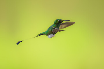 White-booted Racket-tail - Ocreatus underwoodii, green bird of hummingbird in the brilliants, long tail with two flags. 4K resolution, best of Ecuador