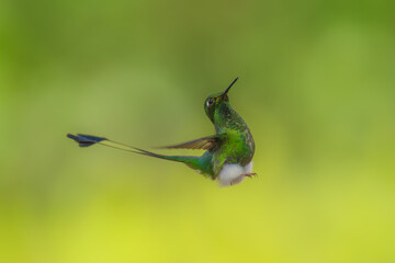 White-booted Racket-tail - Ocreatus underwoodii, green bird of hummingbird in the brilliants, long tail with two flags. 4K resolution, best of Ecuador