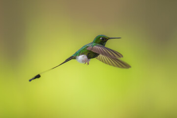 White-booted Racket-tail - Ocreatus underwoodii, green bird of hummingbird in the brilliants, long tail with two flags. 4K resolution, best of Ecuador © Miroslav Srb