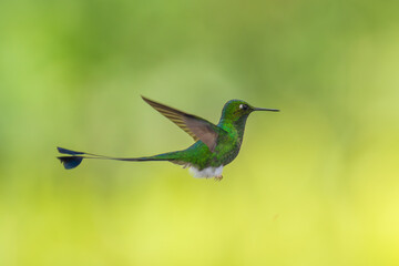 White-booted Racket-tail - Ocreatus underwoodii, green bird of hummingbird in the brilliants, long...