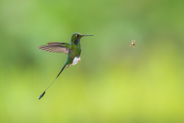 White-booted Racket-tail - Ocreatus underwoodii, green bird of hummingbird in the brilliants, long tail with two flags. 4K resolution, best of Ecuador