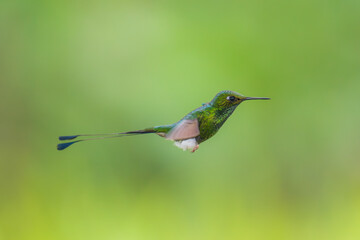 Obraz premium White-booted Racket-tail - Ocreatus underwoodii, green bird of hummingbird in the brilliants, long tail with two flags. 4K resolution, best of Ecuador