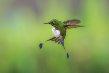 White-booted Racket-tail - Ocreatus underwoodii, green bird of hummingbird in the brilliants, long tail with two flags. 4K resolution, best of Ecuador © Miroslav Srb
