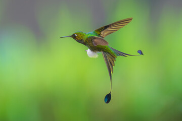 White-booted Racket-tail - Ocreatus underwoodii, green bird of hummingbird in the brilliants, long tail with two flags. 4K resolution, best of Ecuador