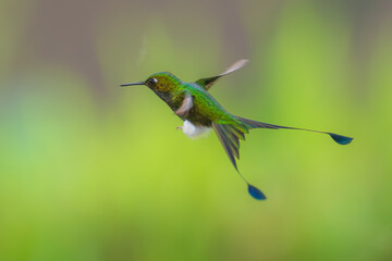 White-booted Racket-tail - Ocreatus underwoodii, green bird of hummingbird in the brilliants, long tail with two flags. 4K resolution, best of Ecuador © Miroslav Srb