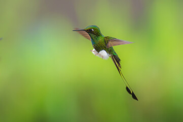 White-booted Racket-tail - Ocreatus underwoodii, green bird of hummingbird in the brilliants, long tail with two flags. 4K resolution, best of Ecuador