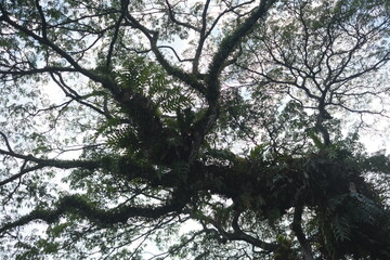 trees and sky