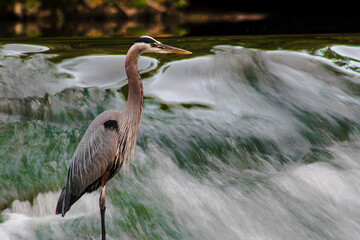 Hunting Heron, David Fortier River Park, Olmsted Falls, Ohio