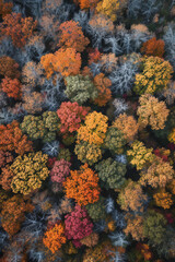 Fototapeta na wymiar Aerial photo of Trees just before Autumn or fall, the first trees starting to turn golden orange.