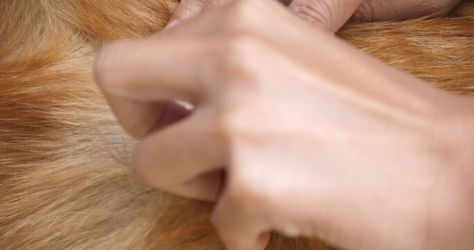 The mite bites a reddish dog,Closeup of mite and fleas infected on dog fur, flea and tick