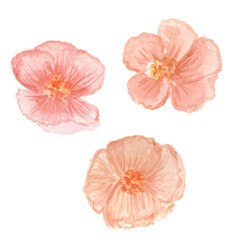 flowers isolated on white background. set of element pink poppies watercolor hand painted