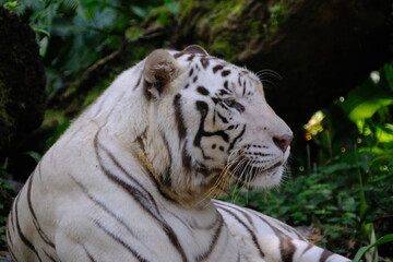 White Tiger
