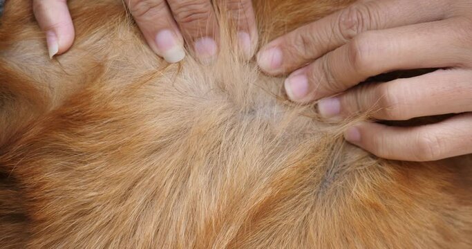 The mite bites a reddish dog,Closeup of mite and fleas infected on dog fur, flea and tick