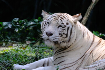 White Tiger
