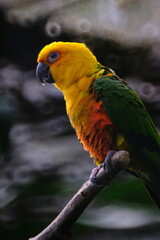 yellow and green macaw