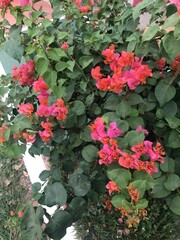 Naklejka premium red and green leaves