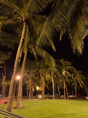 palm trees on the beach