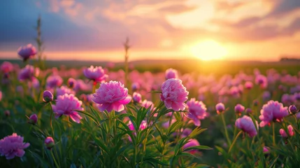 Raamstickers Pioenrozen Beautiful view of a field of wild peonies at sunset