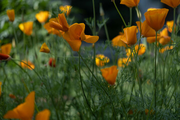 A close-up shot of a beautiful orange Escholtia flower growing in a field among green plants.