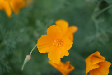 A close-up shot of a beautiful orange Escholtia flower growing in a field among green plants.