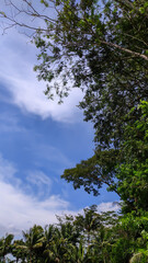 Portrait view of beautiful blue sky with trees