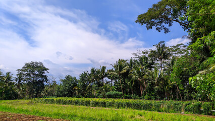 Fototapeta na wymiar View of rice fields with trees and blue sky in Indonesia