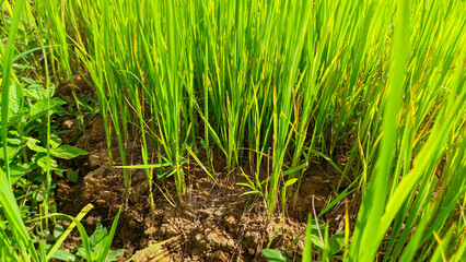 Close up view of green grass