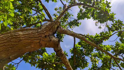 Avocado green leaf tree