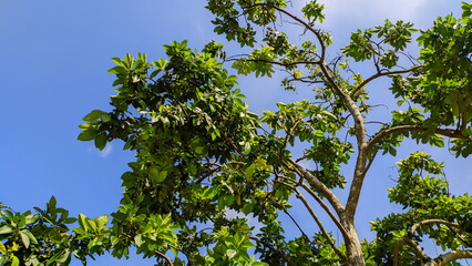 Avocado green leaf tree