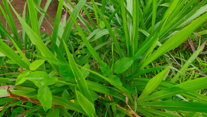 Photo of fresh green wild grass, alang alang